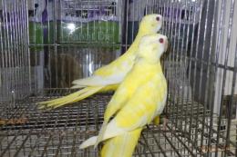 IN-4360　ヒムネキキョウインコ・ルチノー2羽で