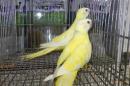 IN-4360　ヒムネキキョウインコ・ルチノー2羽で
