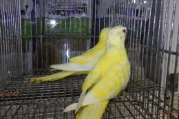 IN-4360　ヒムネキキョウインコ・ルチノー2羽で
