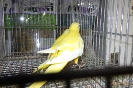 IN-4360　ヒムネキキョウインコ・ルチノー2羽で