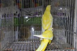 IN-4360　ヒムネキキョウインコ・ルチノー2羽で