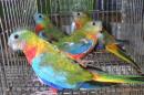 IN-4361　キキョウインコ・オパーリンの雄雌で