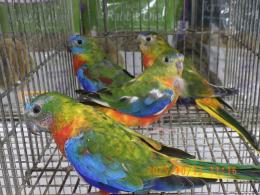 IN-4361　キキョウインコ・オパーリンの雄雌で