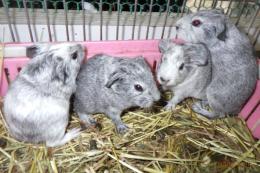 US-716　イングリシュモルモット　男の子