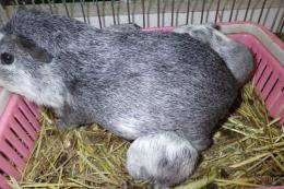 US-716　イングリシュモルモット　男の子