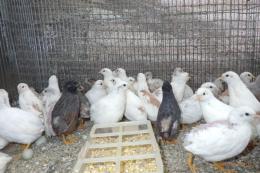 TA-976　ヒメウズラ・雄雌で　更新