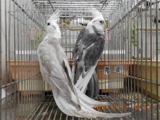 IN-2829 オカメインコ・ペアで | キットウココ ペット部