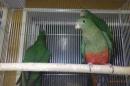 IN-4555　キンショウジョウインコ　若