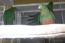 IN-4555　キンショウジョウインコ　若