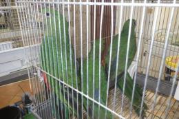 IN-4555　キンショウジョウインコ　若