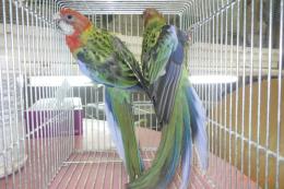 IN-4557　ナナクサインコ　幼鳥　ブルーSP