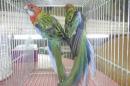 IN-4557　ナナクサインコ　幼鳥　ブルーSP