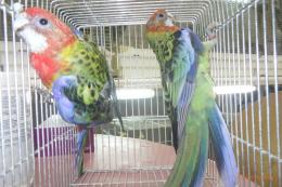 IN-4557　ナナクサインコ　幼鳥　ブルーSP