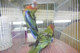 IN-4557　ナナクサインコ　幼鳥　ブルーSP