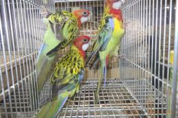 IN-4556　ナナクサインコ　ノーマルの幼鳥　3羽います