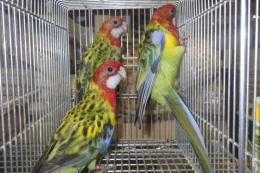 IN-4556　ナナクサインコ　ノーマルの幼鳥　3羽います
