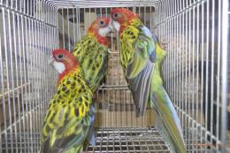 IN-4556　ナナクサインコ　ノーマルの幼鳥　3羽います