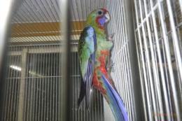 IN-4558　アカクサインコ　幼鳥2羽います。