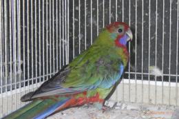 IN-4558　アカクサインコ　幼鳥2羽います。