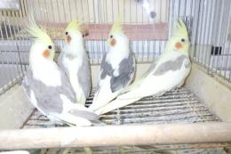 IN-4362　オカメインコ・綺麗なパイド種　♂