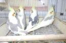 IN-4362　オカメインコ・綺麗なパイド種　♂