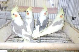 IN-4362　オカメインコ・綺麗なパイド種　♂