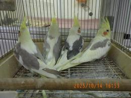 IN-4362　オカメインコ・綺麗なパイド種　♂