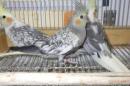 IN-4363　オカメインコ・パールパイド　メス