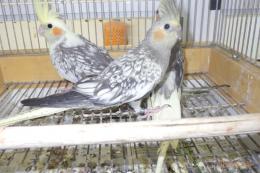 IN-4363　オカメインコ・パールパイド　メス