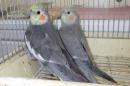 IN-4364 オカメインコ・若ノーマルの雄雌で