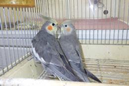 IN-4364 オカメインコ・若ノーマルの雄雌で