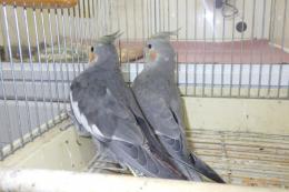 IN-4364 オカメインコ・若ノーマルの雄雌で
