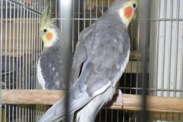 IN-4365　オカメインコ　ノーマル　♂