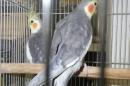 IN-4365　オカメインコ　ノーマル　♂