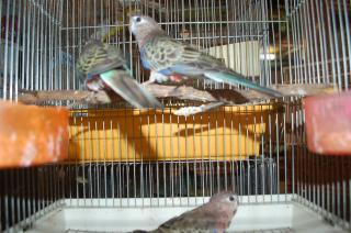 In 1132 アキクサインコ ノーマルの雄1羽で キットウココ ペット部 In 1132 アキクサインコ ノーマルの雄1羽で キットウココ ペット部