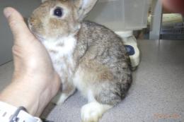 US-717 US-704の更新　ネザーランドドワーフ　親に成りました。♂