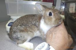 US-717 US-704の更新　ネザーランドドワーフ　親に成りました。♂