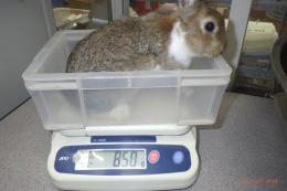 US-717 US-704の更新　ネザーランドドワーフ　親に成りました。♂