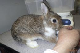 US-718 US-704の更新　ネザーランドドワーフ　親に成りました。♂