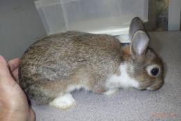 US-718 US-704の更新　ネザーランドドワーフ　親に成りました。♂