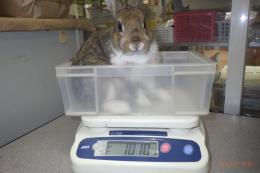 US-718 US-704の更新　ネザーランドドワーフ　親に成りました。♂