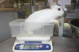 US-719 US-708の更新　ネザーランドドワーフ　親に成りました。♀