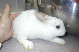 US-719 US-708の更新　ネザーランドドワーフ　親に成りました。♀