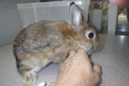 US-720 US-706の更新　ネザーランドドワーフ　親に成りました。♂