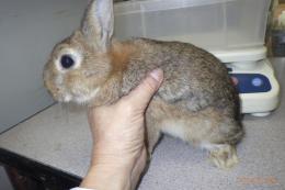 US-720 US-706の更新　ネザーランドドワーフ　親に成りました。♂