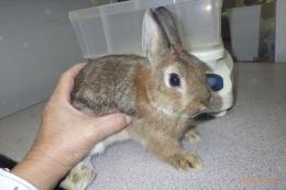 US-720 US-706の更新　ネザーランドドワーフ　親に成りました。♂