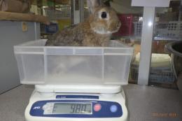 US-720 US-706の更新　ネザーランドドワーフ　親に成りました。♂