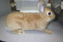 US-722  US-703の更新　ネザーランドドワーフ　親に成りました。♀