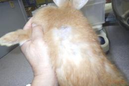 US-722  US-703の更新　ネザーランドドワーフ　親に成りました。♀