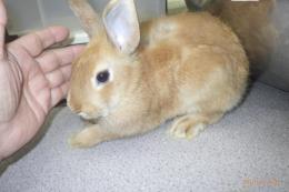 US-722  US-703の更新　ネザーランドドワーフ　親に成りました。♀